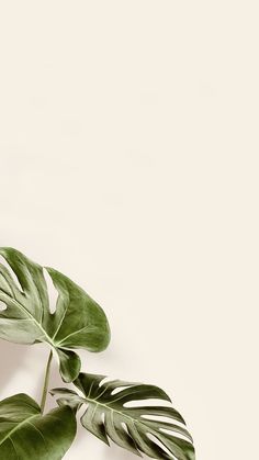 a green plant with large leaves against a white background