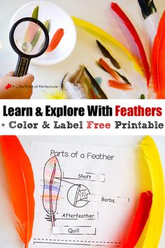 an image of feathers and paper with the words learn & explore with feathers color and label free printables