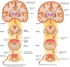 an image of the human brain and its structures