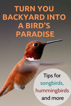 a hummingbird flying through the air with text overlaying it that reads, turn you backyard into a bird's paradise tips for hummingbirds, hummingbirds, hummingbirds, hummingbirds, hummingbirds and more