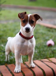 a small brown and white dog standing on top of a brick wall in the grass