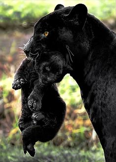 two black cats are playing with each other