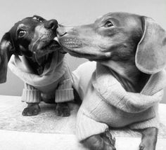 black and white photograph of two dogs in sweaters, one is biting the other's nose