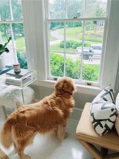 a brown dog standing next to a window looking out at the yard outside in front of it