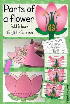 the parts of a flower fold and learn english - spanish paper craft book with instructions