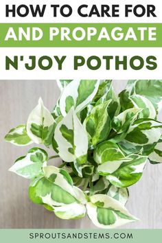 a potted plant with the title how to care for and propagate n'joy photos