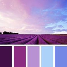 an image of a lavender field with the colors purple and blue in it's palette