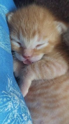 a small orange kitten sleeping on top of a blue blanket with its eyes closed and it's head tucked under the pillow