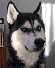 a black and white husky dog sitting in front of a window looking at the camera