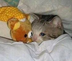 a cat laying on top of a bed next to a stuffed animal teddybear