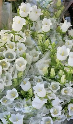 many white flowers are on display for sale