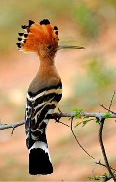 several different pictures of birds with orange feathers on their heads and body, including one bird sitting on a tree branch