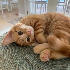 an orange and white cat laying on top of a rug