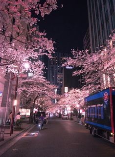 cherry blossom trees line the street at night