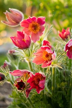 some pink flowers are blooming in the garden