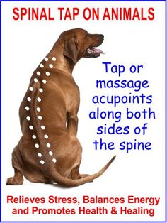 a poster with an image of a dog on it's back and the caption saying, pain or massage acupents along both sides of the spines