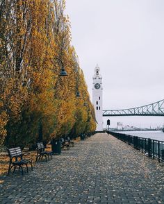 the walkway is lined with benches and trees that have yellow leaves on them, along with a clock tower in the background