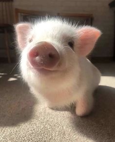 a small white pig sitting on top of a carpet