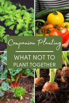 four different pictures with the words companion planting, what not to plant together in them