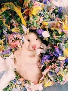 a hamster in a pile of shredded paper