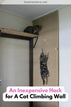 a cat climbing up the side of a door with text overlay that reads an expensive hack for a cat climbing wall