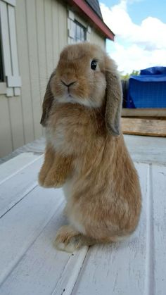 a brown rabbit sitting on top of a wooden floor