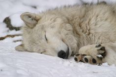 a white wolf sleeping in the snow with its eyes closed and paw on it's side