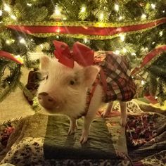 a small pig wearing a red bow standing on top of a piece of cloth next to a christmas tree