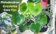 there is a potted plant with green leaves in it and the words phlodendron gratidae care tips