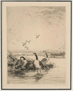 two ducks are standing in the water near some grass and birds flying over them,