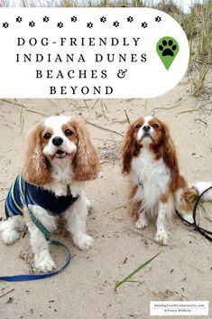 two dogs sitting next to each other on top of a sandy beach with the words dog - friendly indiana dunes beaches and beyond