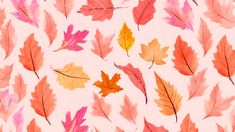 watercolor fall leaves on white paper with orange and pink colors, all in the same pattern