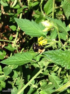 a black and yellow insect sitting on top of a green plant