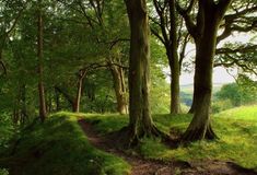 a dirt path in the middle of a forest with trees and grass on both sides