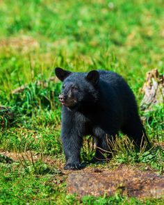 a small black bear standing on top of a lush green field