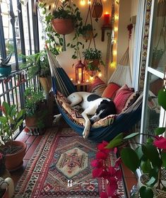 a black and white dog laying in a hammock on top of a rug