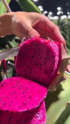 a person cutting up some fruit on a tree