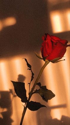 a single red rose sitting on top of a table next to a shadow cast wall