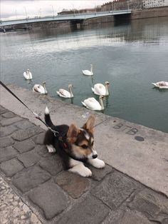 a dog on a leash sitting next to swans