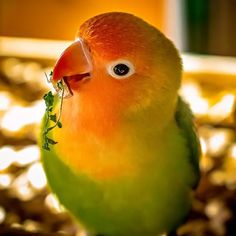 a close up of a small bird with a green plant in it's beak