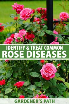 pink roses growing in a garden with the words identity and treat common rose diseases