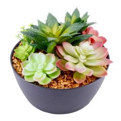 small succulents in a black bowl on a white background