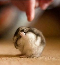 a small mouse sitting on top of a wooden floor next to someone's hand