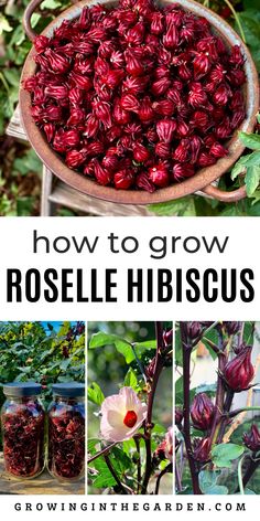 how to grow roselle hibiscus in the garden with pictures and text overlay