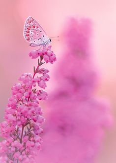 a butterfly sitting on top of a pink flower