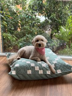 a dog sitting on top of a green pillow