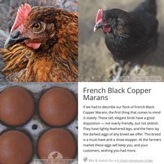 an article about black copper marans with pictures of chickens and eggs