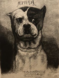 a black and white drawing of a dog with the words harry potter on it's forehead