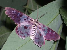 a purple and white butterfly sitting on top of a green leaf