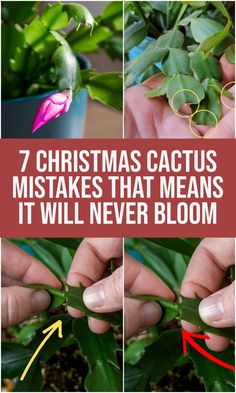 the 7 christmas cactus plants that can be used to grow it's own flowers